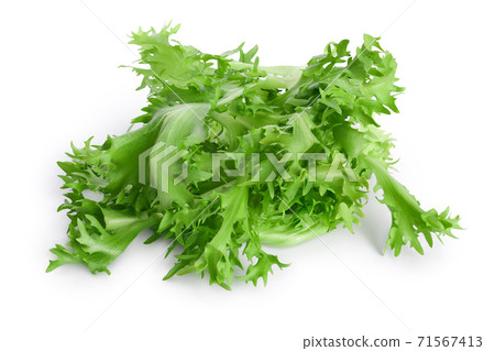 Fresh Green Leaves Of Endive Frisee Chicory Stock Photo