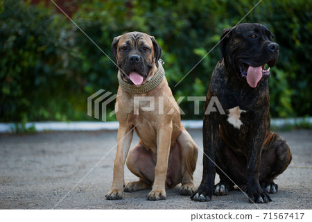 A pair of friendly lovebirds of the breed Kane-Corso are sitting in the park. Young dog brother and sister against the backdrop of greenery 71567417
