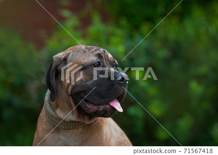 what makes a cane corso a rare breed