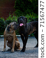A pair of friendly lovebirds of the breed Kane-Corso are sitting in the park. Young dog brother and sister against the backdrop of greenery   71567477