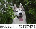 Siberian husky dog with spring flowers A beautiful Siberian husky dog looks at us from blooming spring branches. Pink background. Cherry blossoms in spring. A kind cheerful and devoted friend 71567478