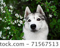 Siberian husky dog with spring flowers A beautiful Siberian husky dog looks at us from blooming spring branches. Pink background. Cherry blossoms in spring. A kind cheerful and devoted friend 71567513