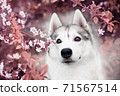A beautiful Siberian husky dog looks at us from blooming spring branches. Pink background. Cherry blossoms in spring. A kind cheerful and devoted friend 71567514