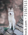 gentle light brown fawn husky stands on the rocks 71567515