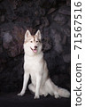 gentle light brown fawn husky stands on the rocks 71567516