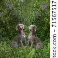Couple romantic dogs of the Weimaraner breed near a bush of blooming flower lilac 71567517