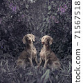 Couple romantic dogs of the Weimaraner breed near a bush of blooming flower lilac 71567518