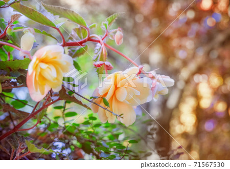 Gently orange begonia hanging plant blooming Gently orange begonia hanging plant blooming 71567530