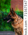 Portrait An obedient trained German Shepherd sits. Dog thoroughbred young female against a backdrop of green bushes and brick wall 71567547
