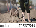 Funny dog breed weimaraner shakes off next to the feet of the hostess 71567549