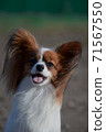 Portrait of a small dog of papillon breed, that spaniel continental. Daddy's cute dog funny ears and cute snout 71567550