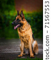 Portrait An obedient trained German Shepherd sits. Dog thoroughbred young female against a backdrop of green bushes and brick wall 71567553