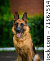 Portrait An obedient trained German Shepherd sits. Dog thoroughbred young female against a backdrop of green bushes and brick wall 71567554