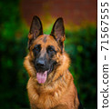 Portrait An obedient trained German Shepherd sits. Dog thoroughbred young female against a backdrop of green bushes and brick wall 71567555