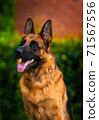 Portrait An obedient trained German Shepherd sits. Dog thoroughbred young female against a backdrop of green bushes and brick wall 71567556