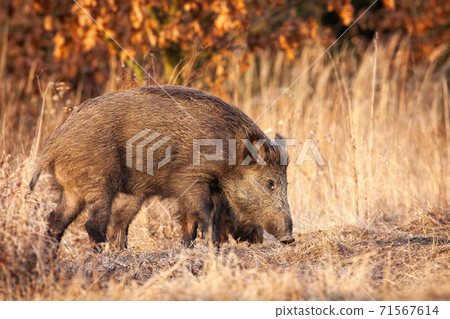 Wild boar sniffing on dry field in autumn nature. Wild boar sniffing on dry field in autumn nature. 71567614