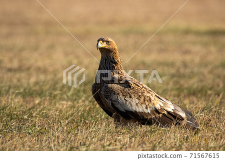 Eastern imperial eagle sitting on the ground in autumn nature 71567615
