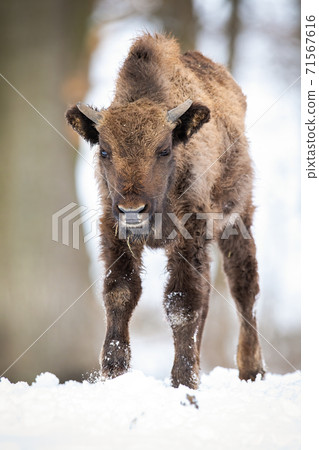Young european bison approaching from front view on snow in winter forest 71567616