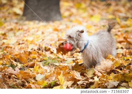 Little bright dog plays with a ball 71568307