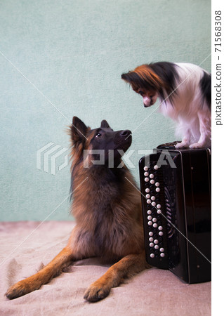 Dialogue of dog musicians. Tervuren, papillon, and button accordion. 71568308