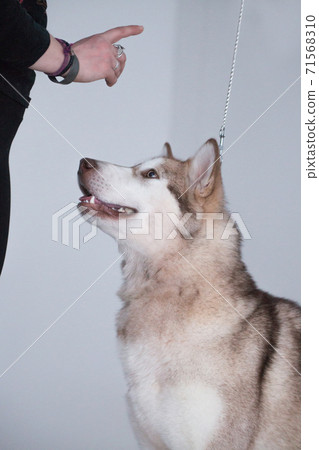 A large gray dog of the breed Malamute looks at the finger of a man and waits for a command A large gray dog of the breed Malamute looks at the finger of a man and waits for a command 71568310