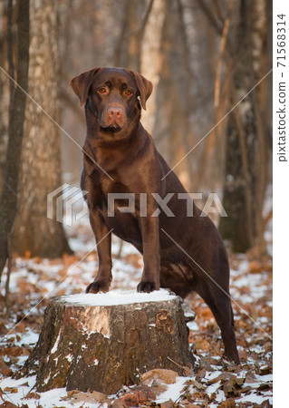 brown dog breed Labrador Retriever stands in a forest on a stump brown dog breed Labrador Retriever stands in a forest on a stump 71568314