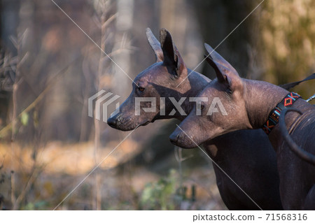 Two xolo dogs (xoloitzcuintle, mexican nude) in the autumn forest Two xolo dogs (xoloitzcuintle, mexican nude) in the autumn forest 71568316