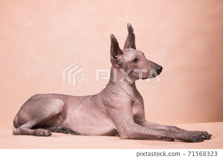 Xolo dog breed (Xoloitzcuintle, Mexican hairless) on a beige background, lying - 2 71568323