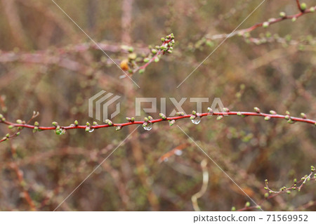 Image of Spiraea thunbergii in the winter