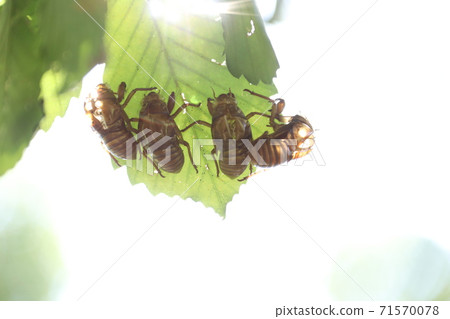 Cicadian鞘 Cicadian鞘 71570078