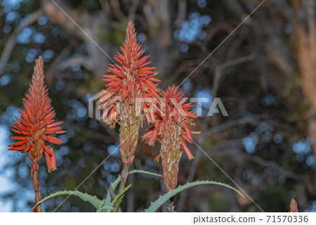 Beautiful Aloe Vera cactus plants and their bright orange blooms line the vibrant coastline 71570336