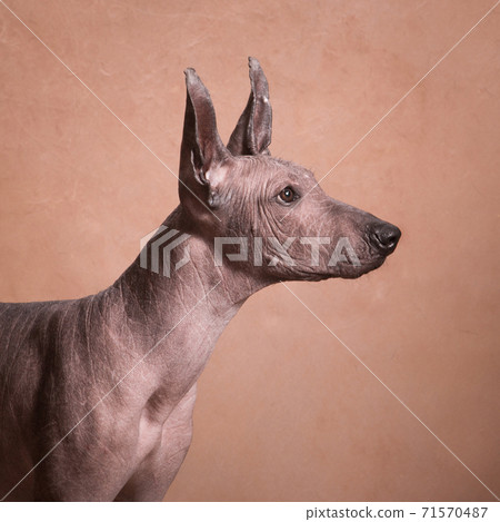 Xolo dog breed (Xoloitzcuintle, Mexican hairless) on a beige background, profile portrait Xolo dog breed (Xoloitzcuintle, Mexican hairless) on a beige background, profile portrait 71570487