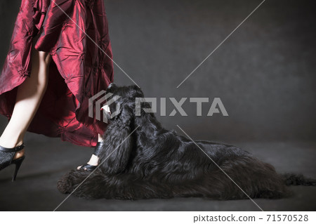 Black dog american cocker spaniel and lady in red Black dog american cocker spaniel and lady in red 71570528