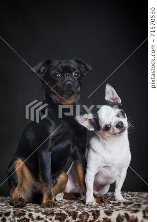 Black dog pti brabancon and white chihuahua dog Black dog pti brabancon and white chihuahua dog 71570530