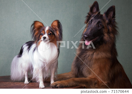 Composition of two dogs, at the table Composition of two dogs, at the table 71570644