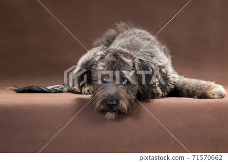 A medium sized gray dog lies on a brown background A medium sized gray dog lies on a brown background 71570662