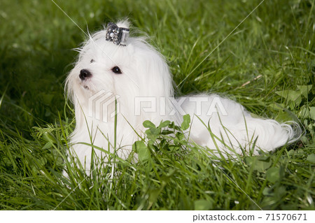 Small best sale white maltese