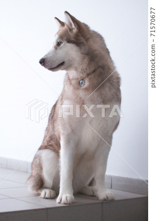 Big gray malamute breed dog sitting on the stairs 71570677