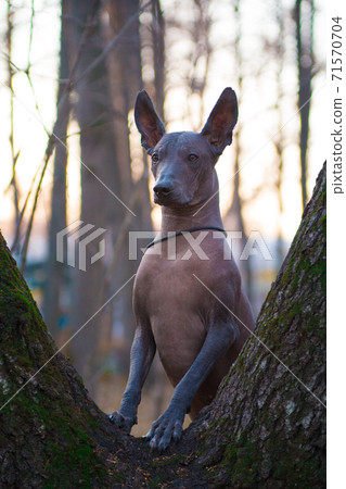 A dog of the Xolo breed (Xoloitzcuintle, Mexican hairless) stands on a tree trunk 71570704
