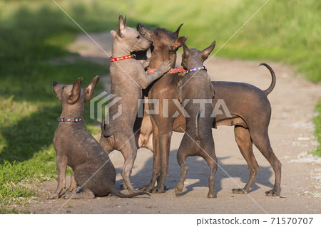 A lot of xolo dogs (xoloitzcuintle, Mexican hairless) mom and cubs are playing 71570707