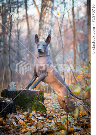 Xolo dog breed (Xoloitzcuintle, Mexican hairless), in a forest on a stump 71570710