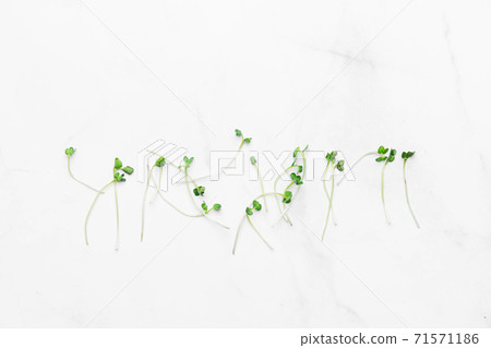 Micro greens sprouts on white marble background. superfood concept 71571186