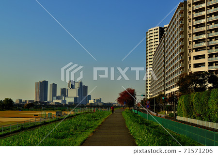 川崎市秋季武藏小杉塔公寓和秋季櫻花樹 川崎市秋季武藏小杉塔公寓和秋季櫻花樹 71571206