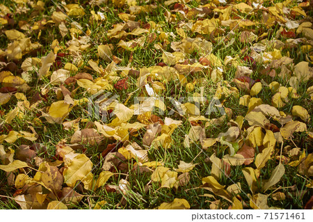 Fall leaves on grass floor in shades of yellow, orange, gold and ocher 71571461