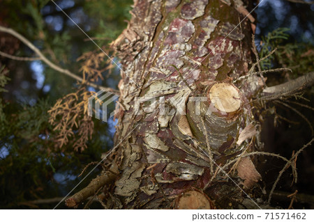 Branch cut into a trunk of a hedge 71571462