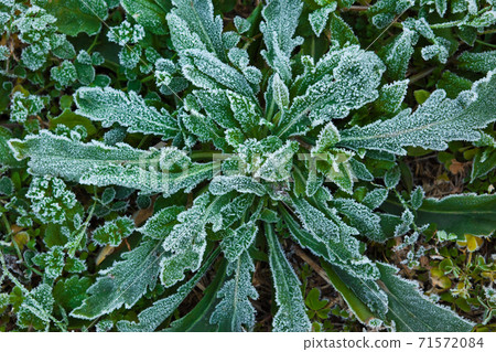 清晨的雜草霜 71572084