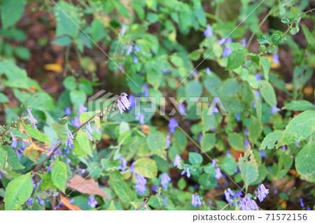 Flower of Achibou 71572156