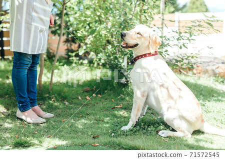 Dog training Dog training 71572545
