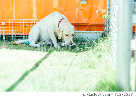 Water drinking dog Water drinking dog 71572557