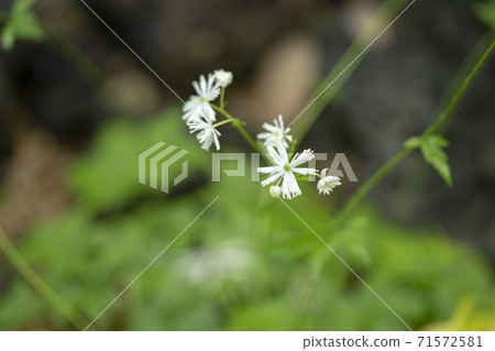 Momige落葉松 Momige落葉松 71572581